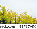 The yellow leaves of ginkgo trees 45767050
