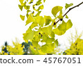 Ginkgo yellow leaf (up) 45767051