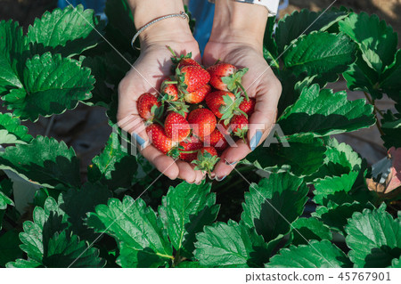Strawberry in the hand of a fruit farmer. 45767901