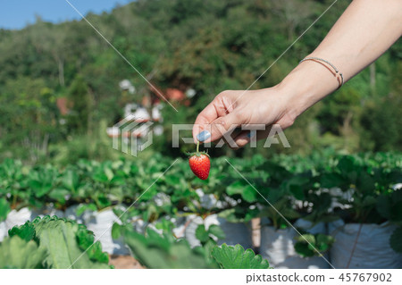 Strawberry in the hand of a fruit farmer. 45767902