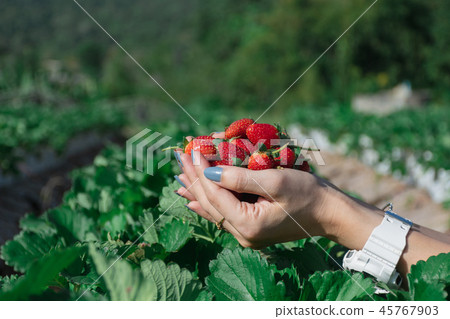 Strawberry in the hand of a fruit farmer. 45767903