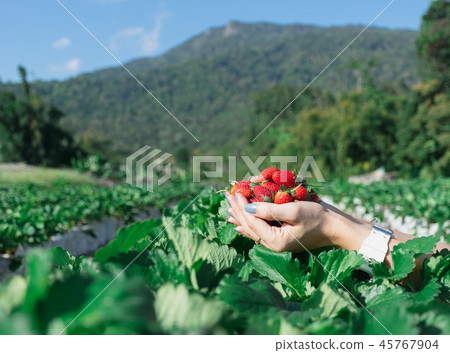 Strawberry in the hand of a fruit farmer. 45767904