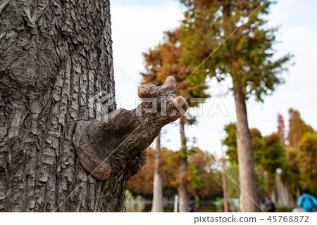 Cob of the tree Cob of the tree 45768872
