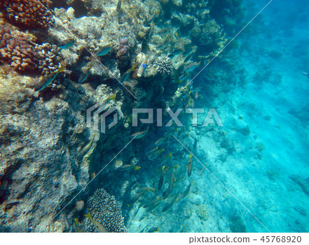 埃及，沙姆沙伊赫，浮潛在紅海珊瑚礁，藍色的大海和魚類 45768920