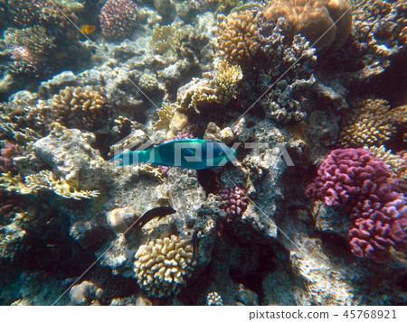 Egypt, Sharm el Sheikh, Snorkel in the Red Sea 45768921