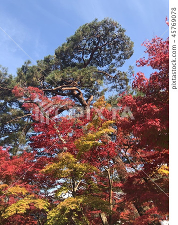 Autumn leaves of Eikan-do Autumn leaves of Eikan-do 45769078