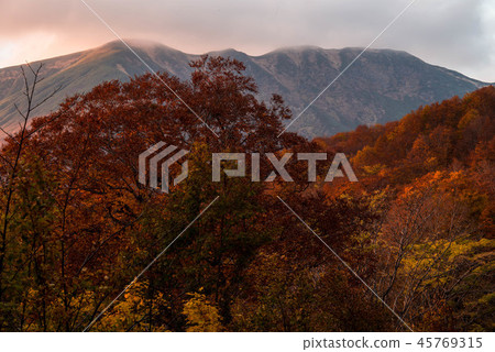 Tsukiyama's autumn leaves 45769315