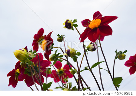 Red dahlia Red dahlia 45769591