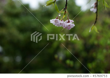 Tottori four season walk spring 45769753