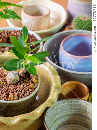 Alexandria laurel growing in the small ceramic pot Alexandria laurel growing in the small ceramic pot 45770718