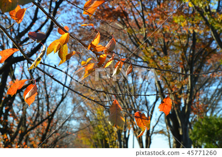 Cherry blossom trees in late autumn 45771260