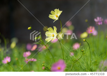 黃色波斯菊 黃色波斯菊 45771310