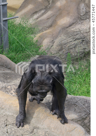 天王寺動物園的黑猩猩 45771447