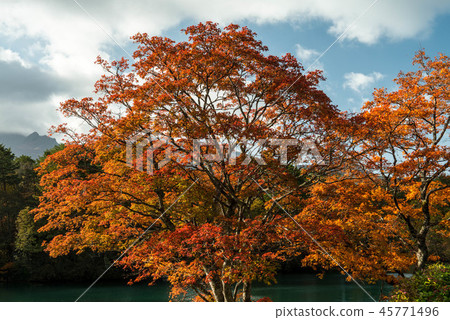 Autumn leaves of Goshikinuma 45771496