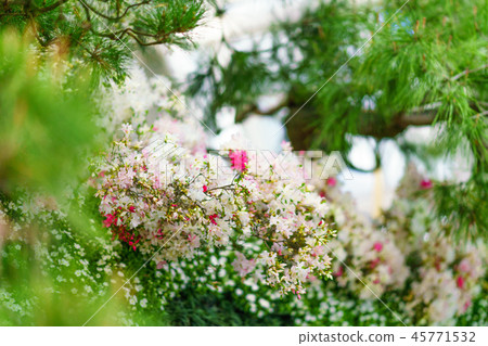 盆景故事 45771532