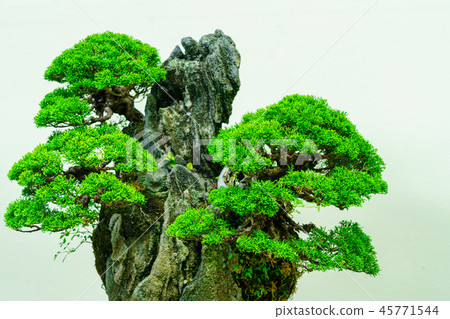 Bonsai story 45771544