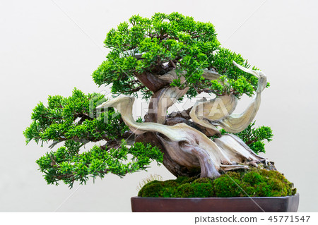 盆景故事 45771547