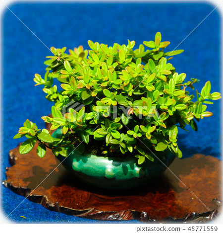 Bonsai story Bonsai story 45771559