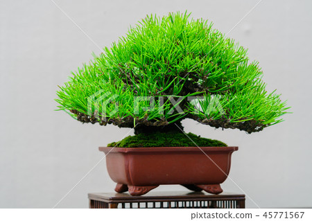 Bonsai story Bonsai story 45771567
