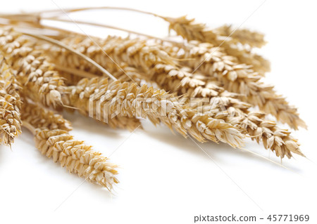 ears of wheat ears of wheat 45771969