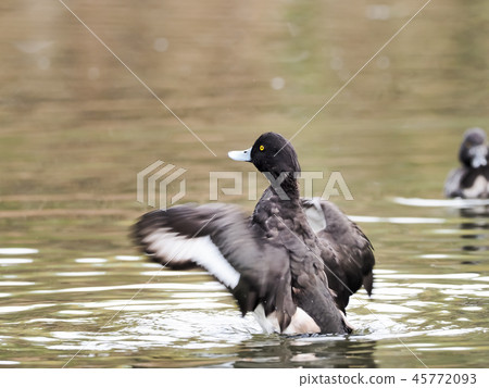 Winged, yellow-tailed duck Winged, yellow-tailed duck 45772093