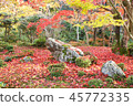 Autumn leaves garden 1 45772335