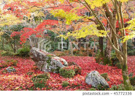 Autumn leaves garden 2 Autumn leaves garden 2 45772336