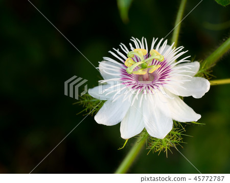 Close up a Passiflora foetida L. flower Close up a Passiflora foetida L. flower 45772787