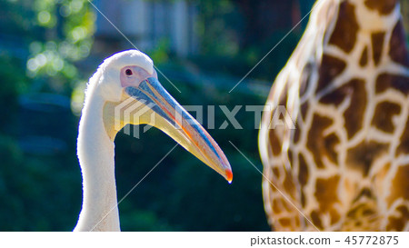 Pelican 16: 9 Pelican 16: 9 45772875