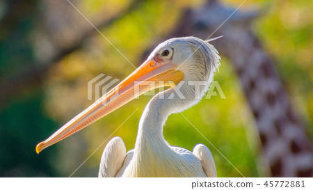 Pelican 16: 9 45772881