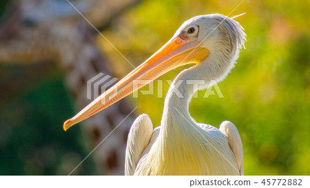 Pelican 16: 9 Pelican 16: 9 45772882