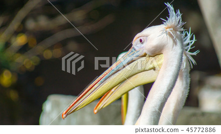 Pelican 16: 9 Pelican 16: 9 45772886