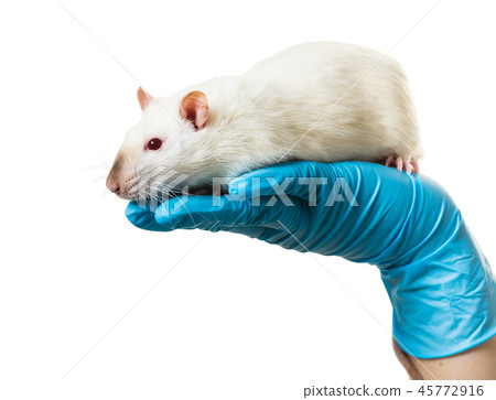 hands in medical gloves hold a rat 45772916