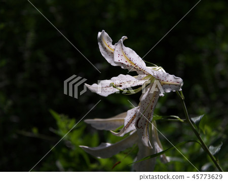 桃紅色百合白色瓣 桃紅色百合白色瓣 45773629