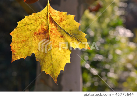 法國梧桐的枯葉 45773644