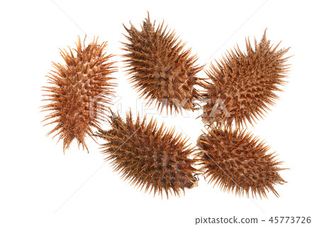 dry Xanthium strumarium isolated on white background has medicinal properties. Top view. Flat lay dry Xanthium strumarium isolated on white background has medicinal properties. Top view. Flat lay 45773726