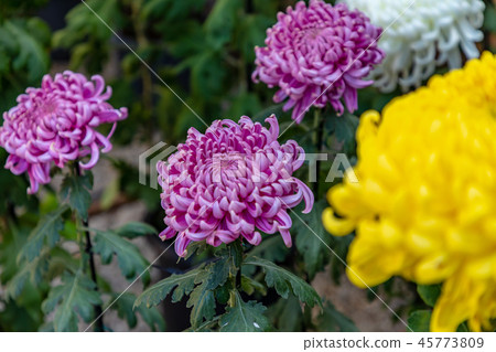 Purple and yellow large chrysanthemum Purple and yellow large chrysanthemum 45773809