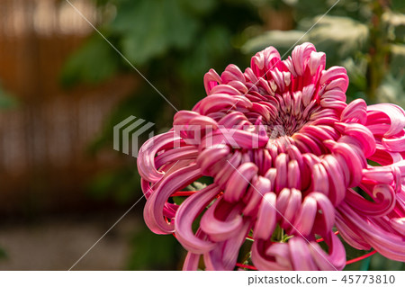 Vivid large chrysanthemum flower thick 45773810