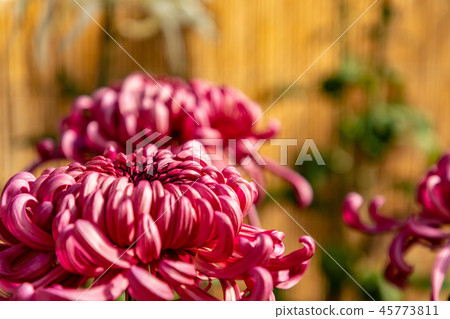 Vivid large chrysanthemum flower thick 45773811