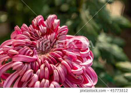 Pink large chrysanthemum 45773812