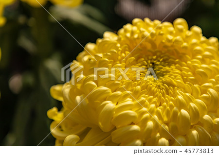 Vivid large chrysanthemum flower thick 45773813