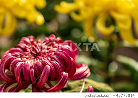 Pink and yellow large chrysanthemum Pink and yellow large chrysanthemum 45773814