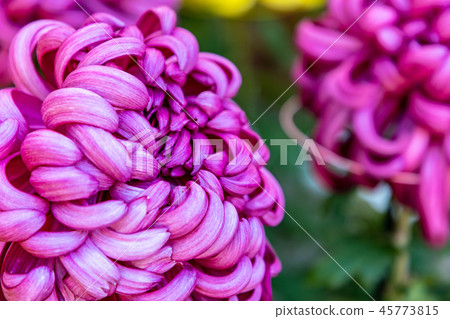 Purple large chrysanthemum 45773815