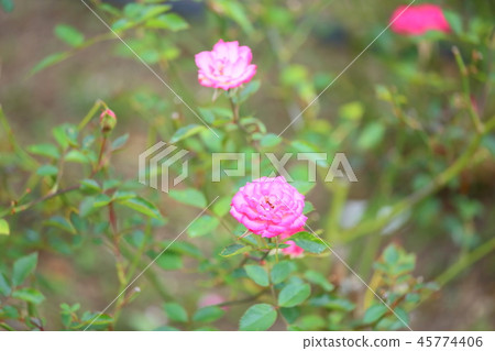 Rose flower magic carol Rose flower magic carol 45774406