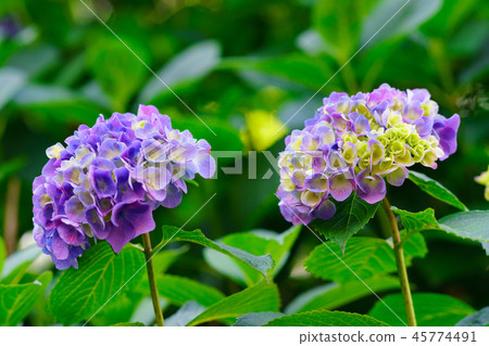 花卉故事（繡球花之歌） 45774491