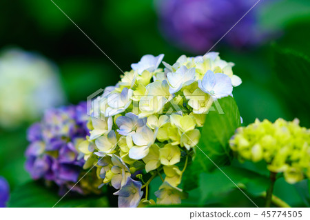 Flower Story (Song of Hydrangea) Flower Story (Song of Hydrangea) 45774505