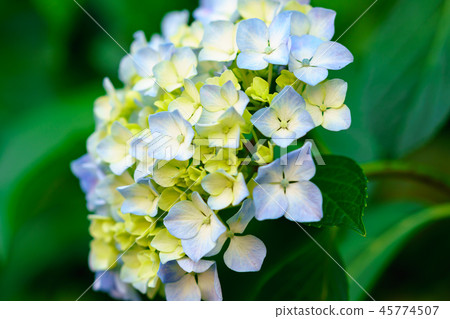 Flower Story (Song of Hydrangea) Flower Story (Song of Hydrangea) 45774507