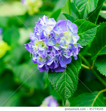 花卉故事(繡球花之歌) 花卉故事(繡球花之歌) 45774545