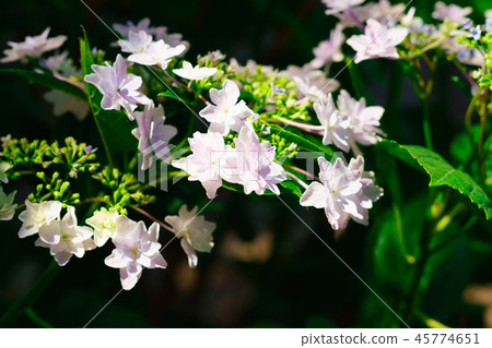 Flower Story (Song of Hydrangea) 45774651