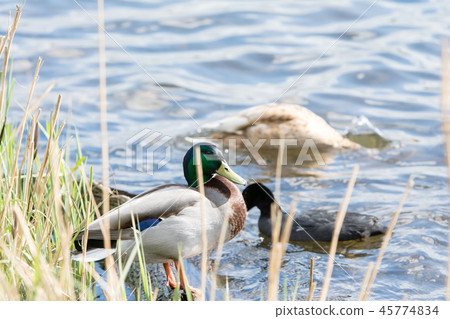 綠色美麗的鴨子在水中依偎 45774834